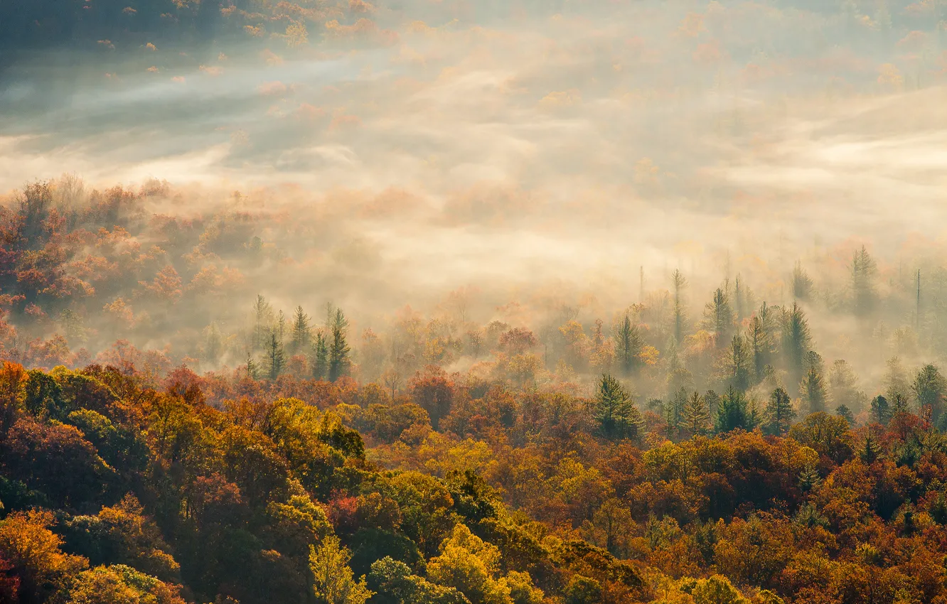 Фото обои осень, лес, туман, утро