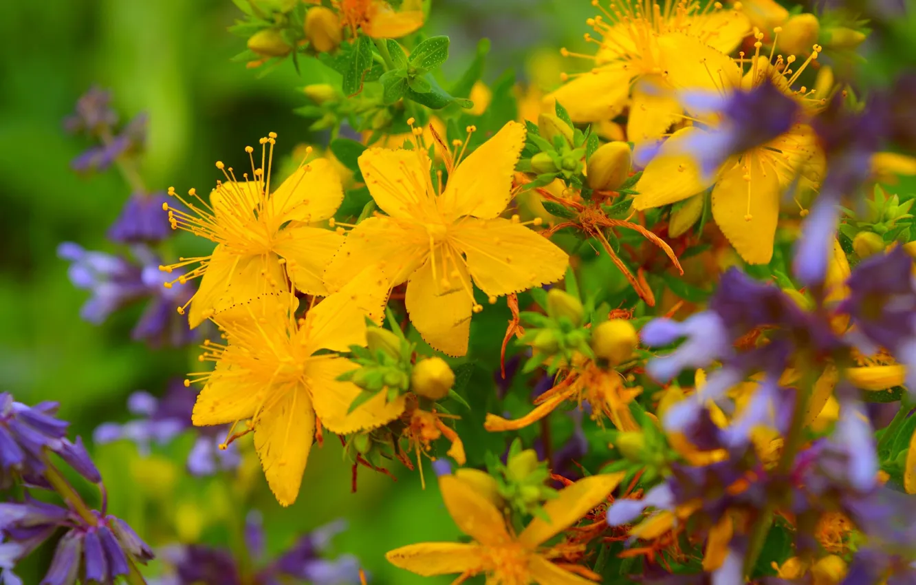 Фото обои Лето, Summer, Желтые цветы, Yellow flowers