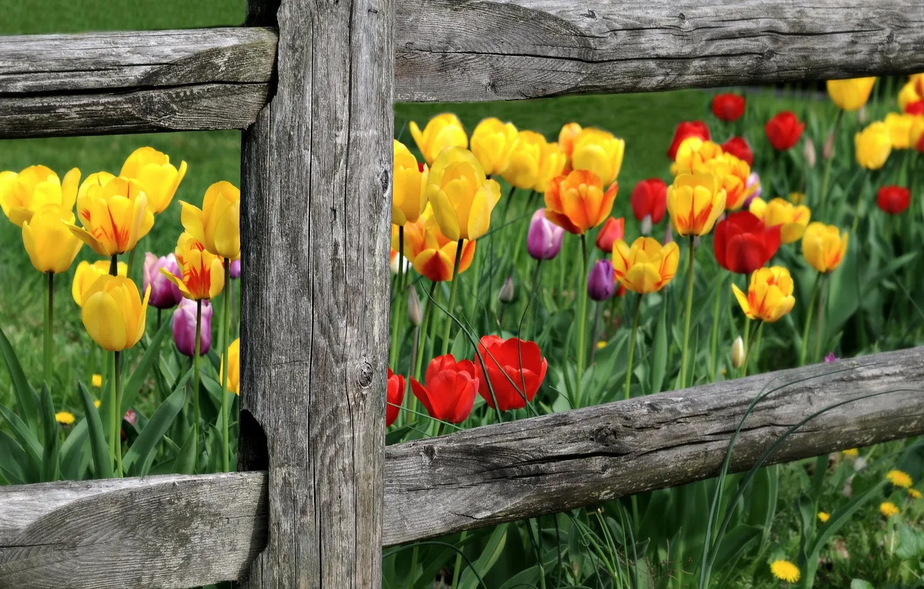 Фото обои цветы, природа, забор, тюльпаны