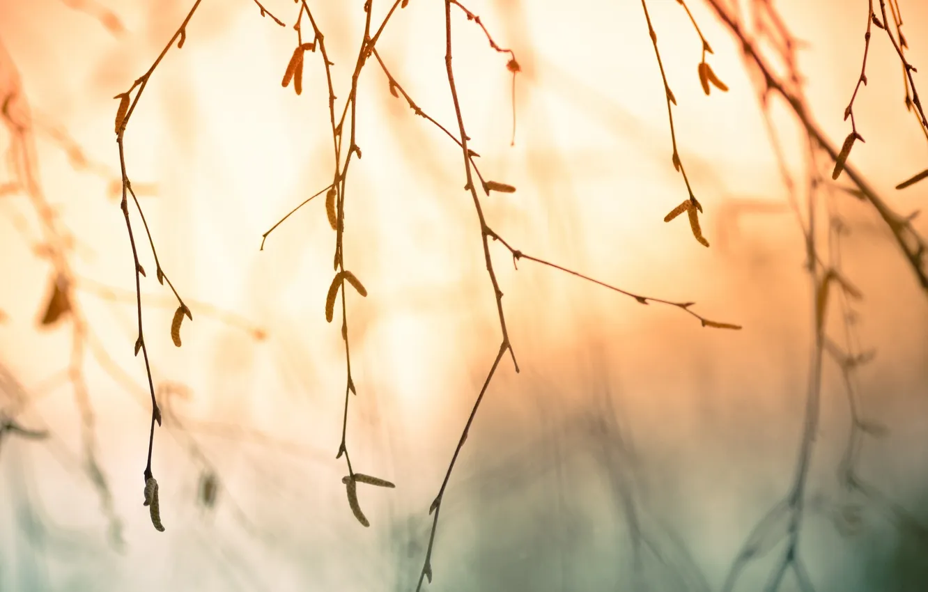 Фото обои свет, ветки, дерево, сережки