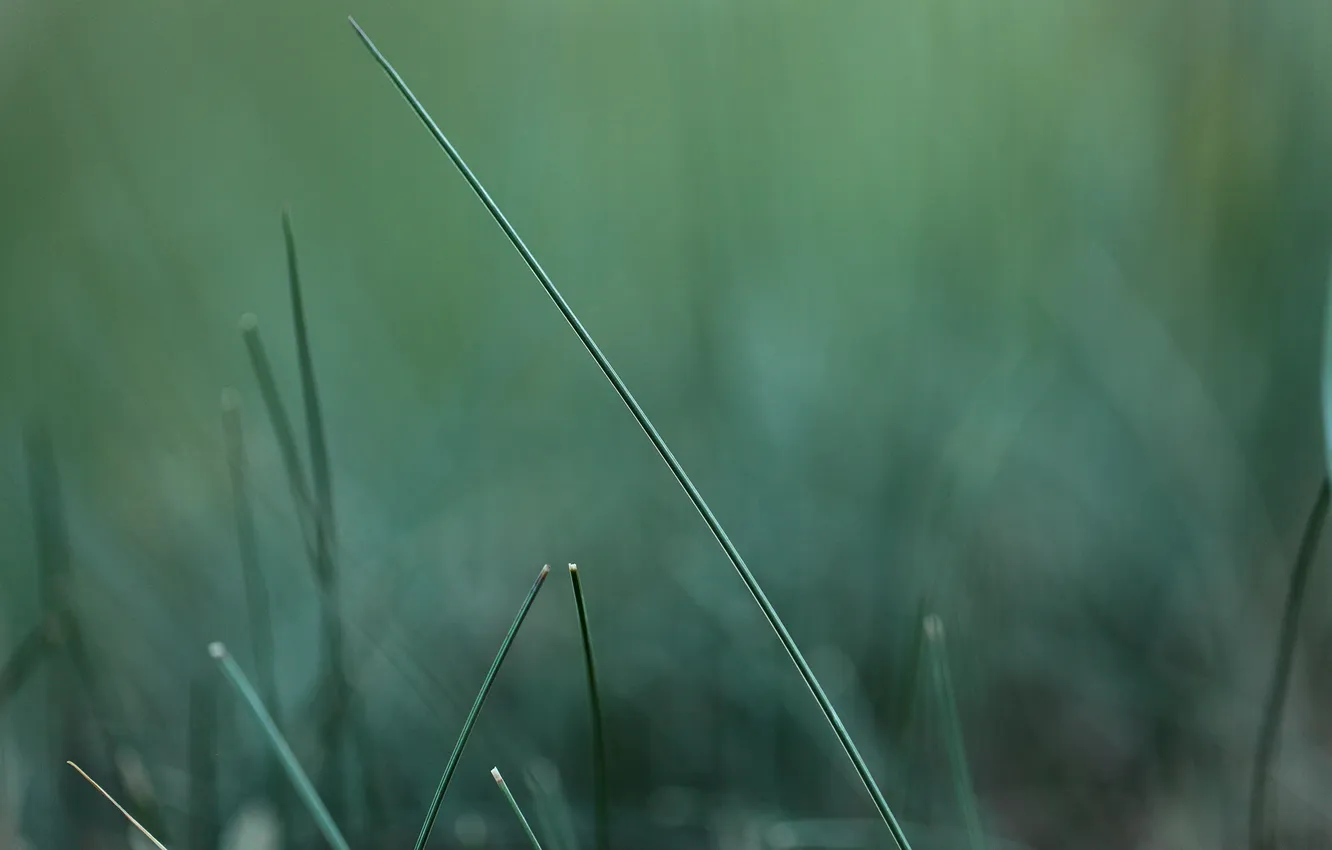 Фото обои зелень, трава, макро, природа, green, размытость, травинка