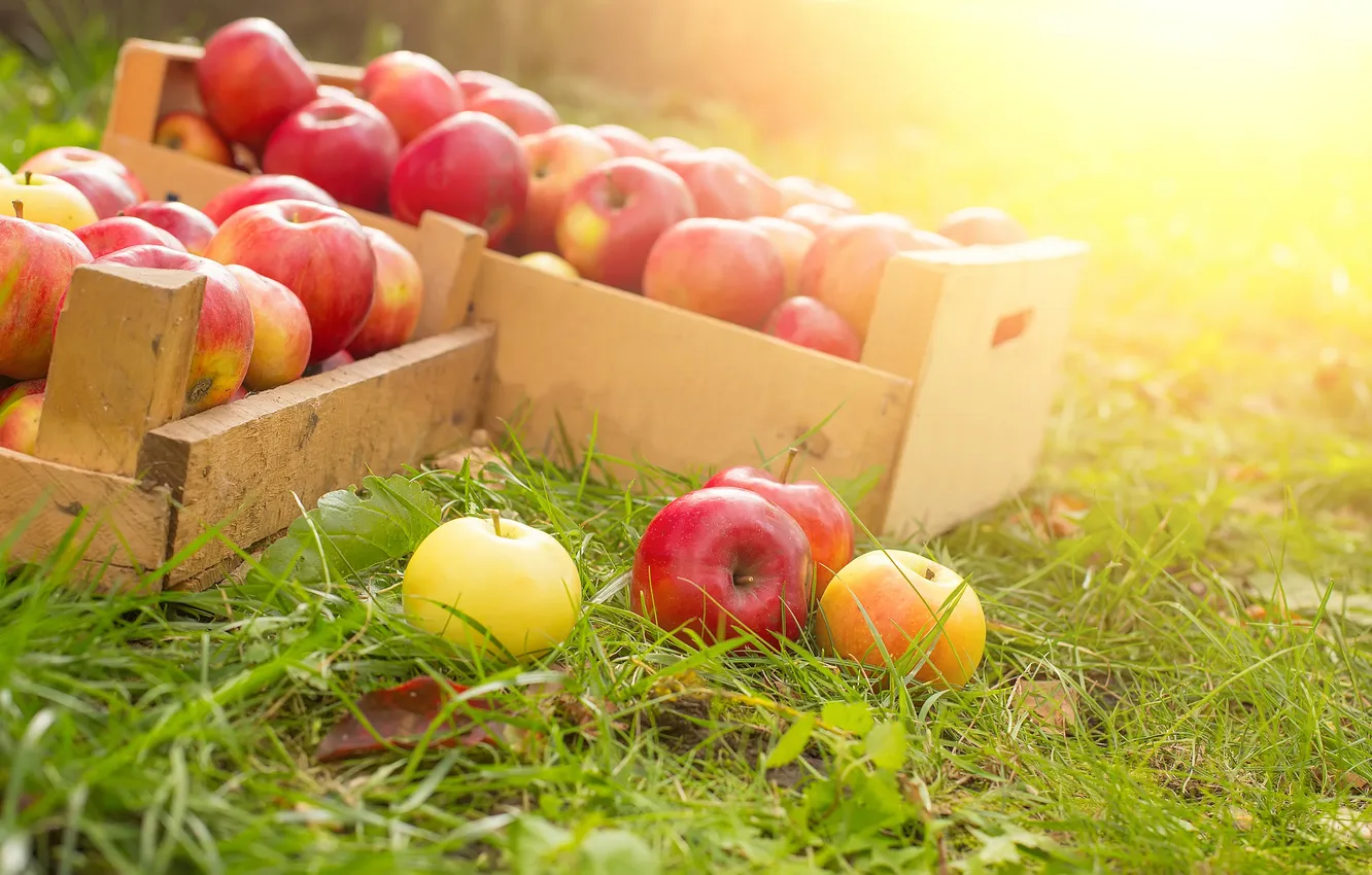Фото обои ящики, травка, сбор урожая, спелые яблоки