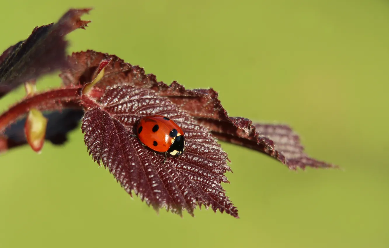 Фото обои red, insect, ladybird