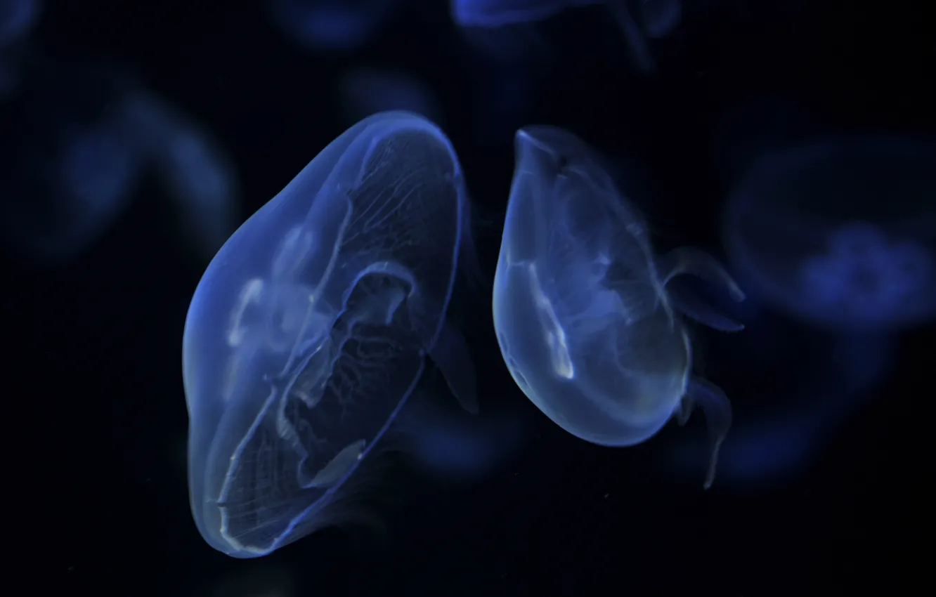 Фото обои темно, медузы, синие, плывут