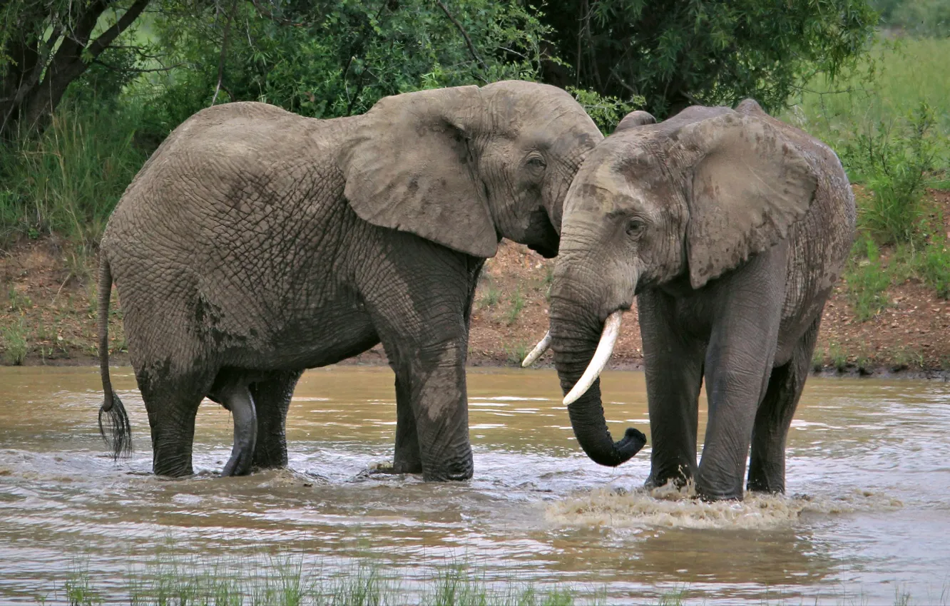 Фото обои Природа, Африка, Слон, Двое, Самец, Слониха