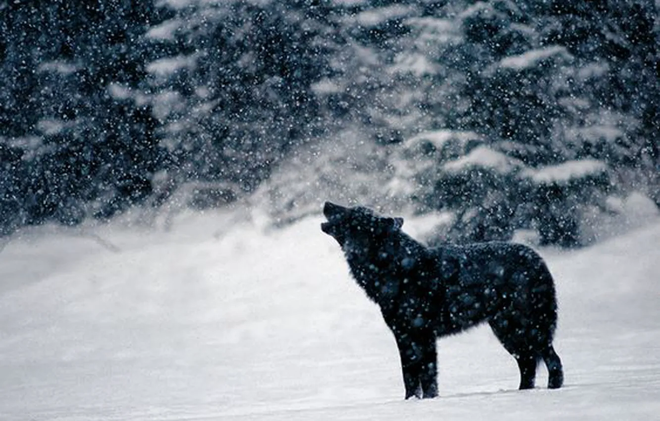 Фото обои nature, snow, predator, animal, wolf, wildlife, portrait, portrait.