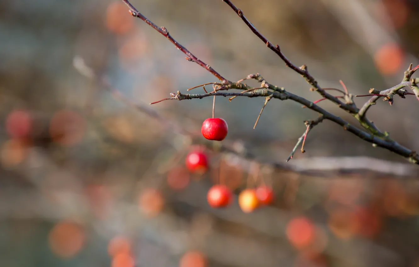 Фото обои nature, garden, Winter Fruits