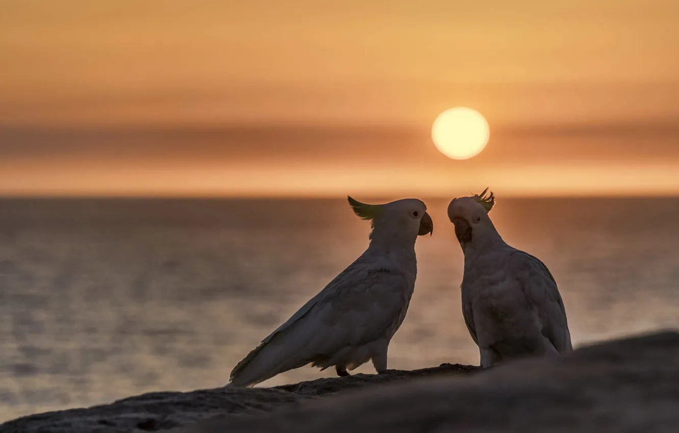 Фото обои птицы, попугаи, какаду