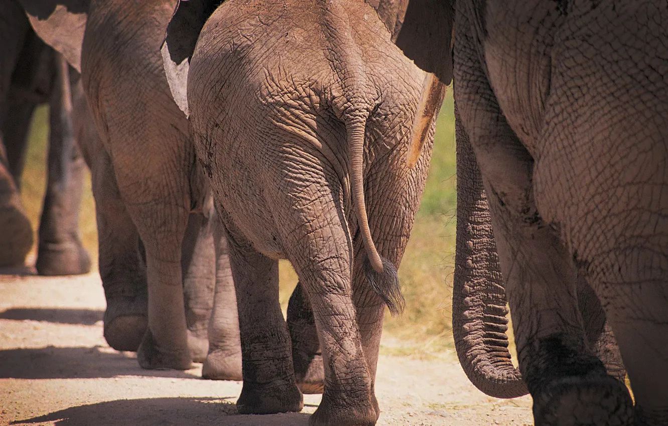 Фото обои животные, африка, слоны, elephants, большие животные, фото слонов