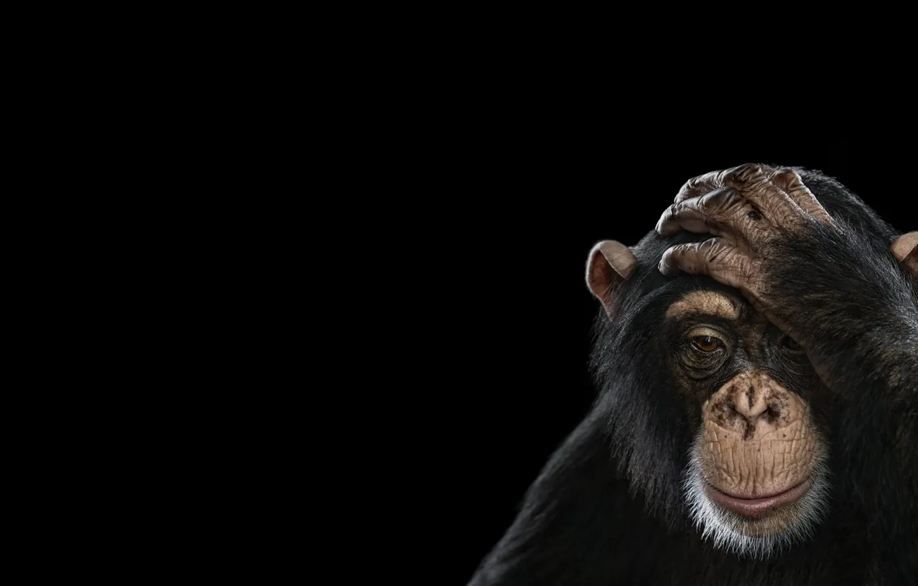 Фото обои photography, simple background, mammals, chimpanzees, black monkey