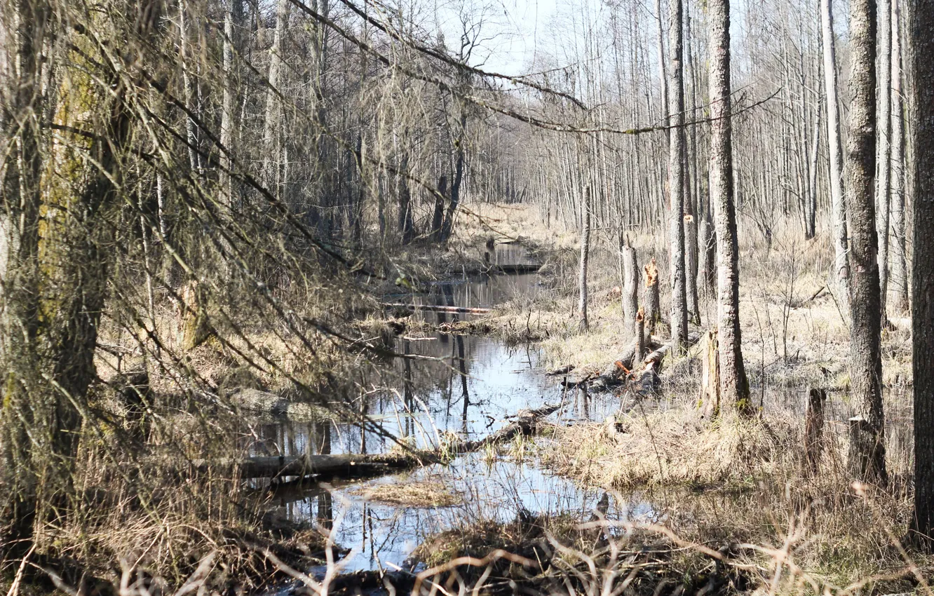 Фото обои river, belarus, Forest, swamp