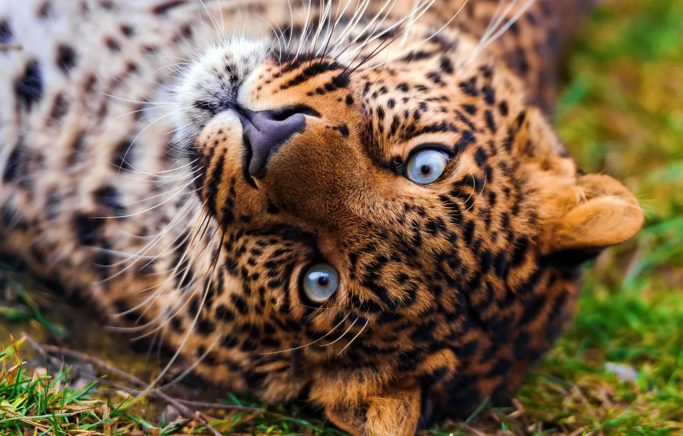 Фото обои морда, обои, леопард, лежит, leopard, смотрит, красивый, пятнистый