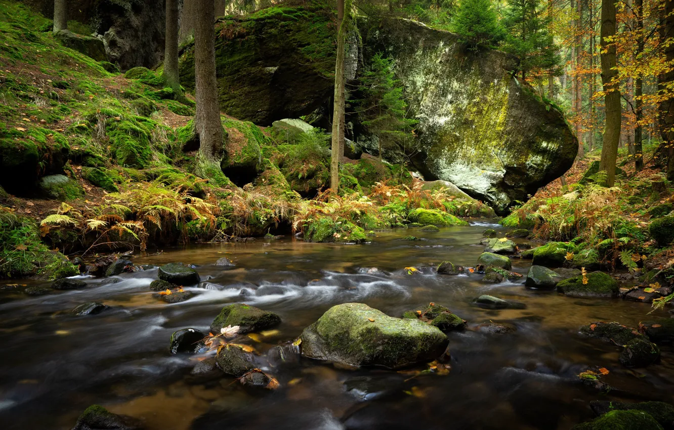 Фото обои лес, камни, мох, Чехия, речка