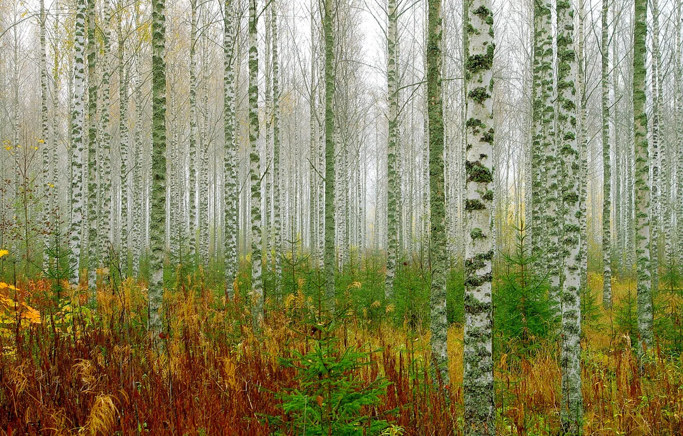 Фото обои лес, деревья, березы, роща