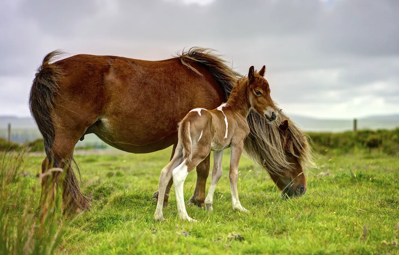 Фото обои поле, небо, трава, пасмурно, конь, лошадь, кони, малыш