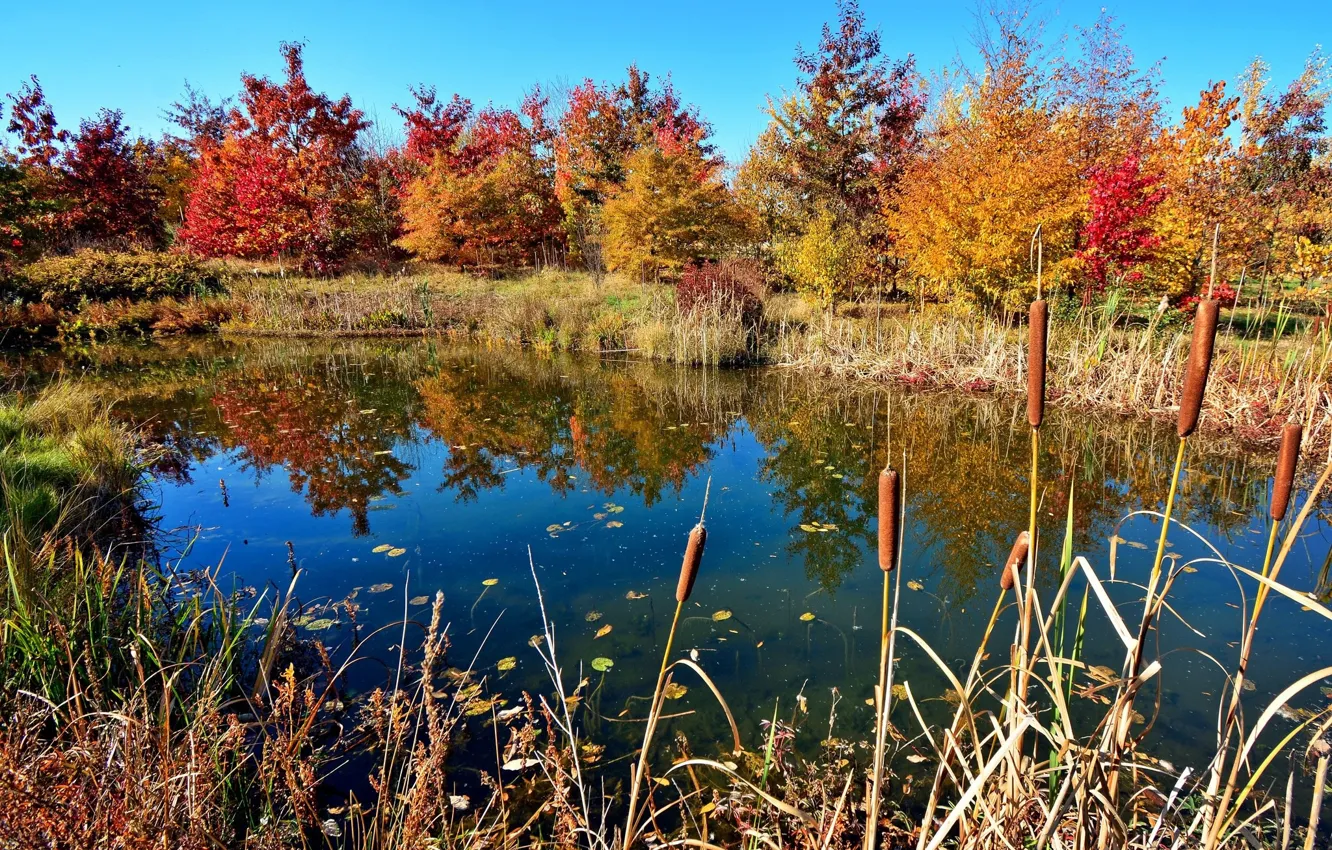 Фото обои осень, деревья, озеро, камыши
