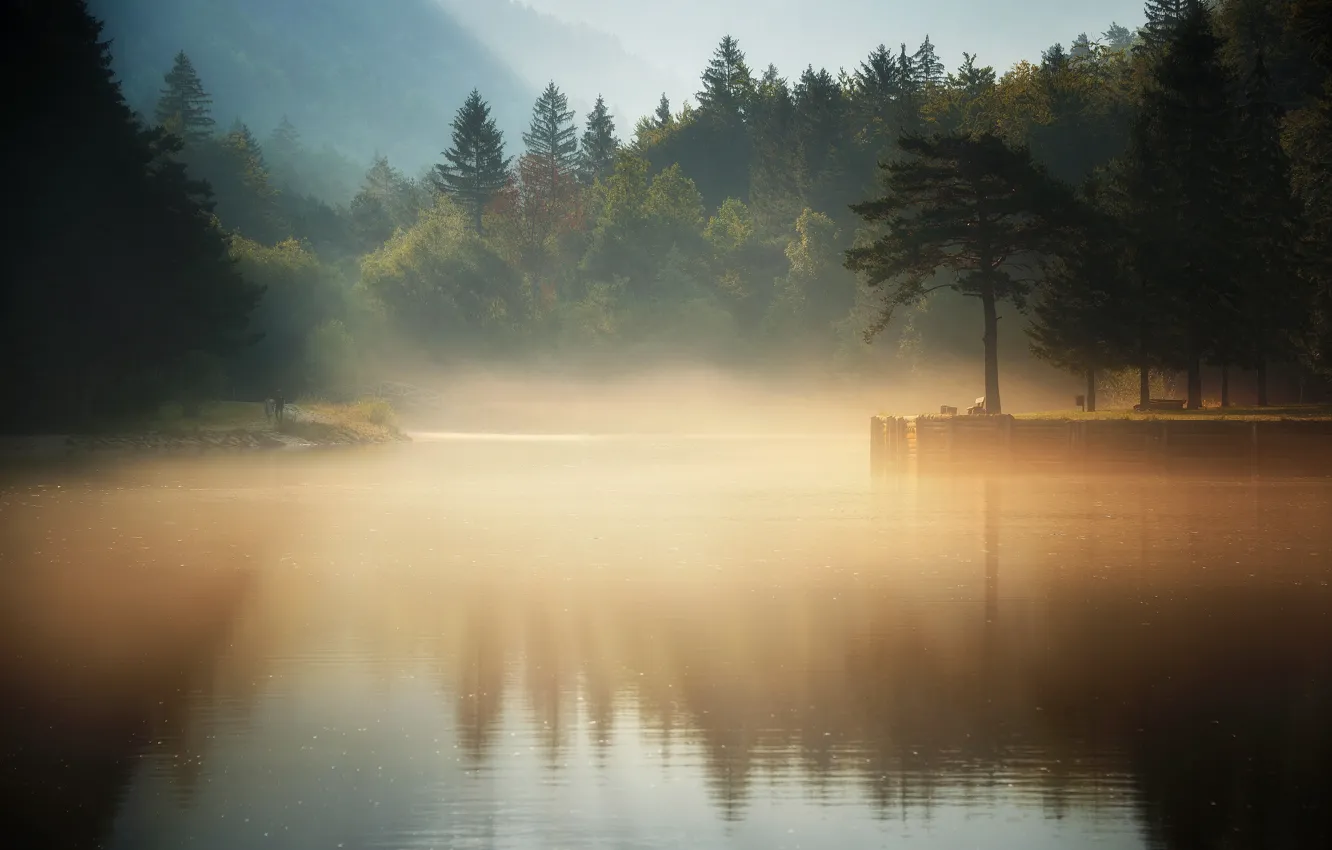 Фото обои лес, туман, озеро, утро