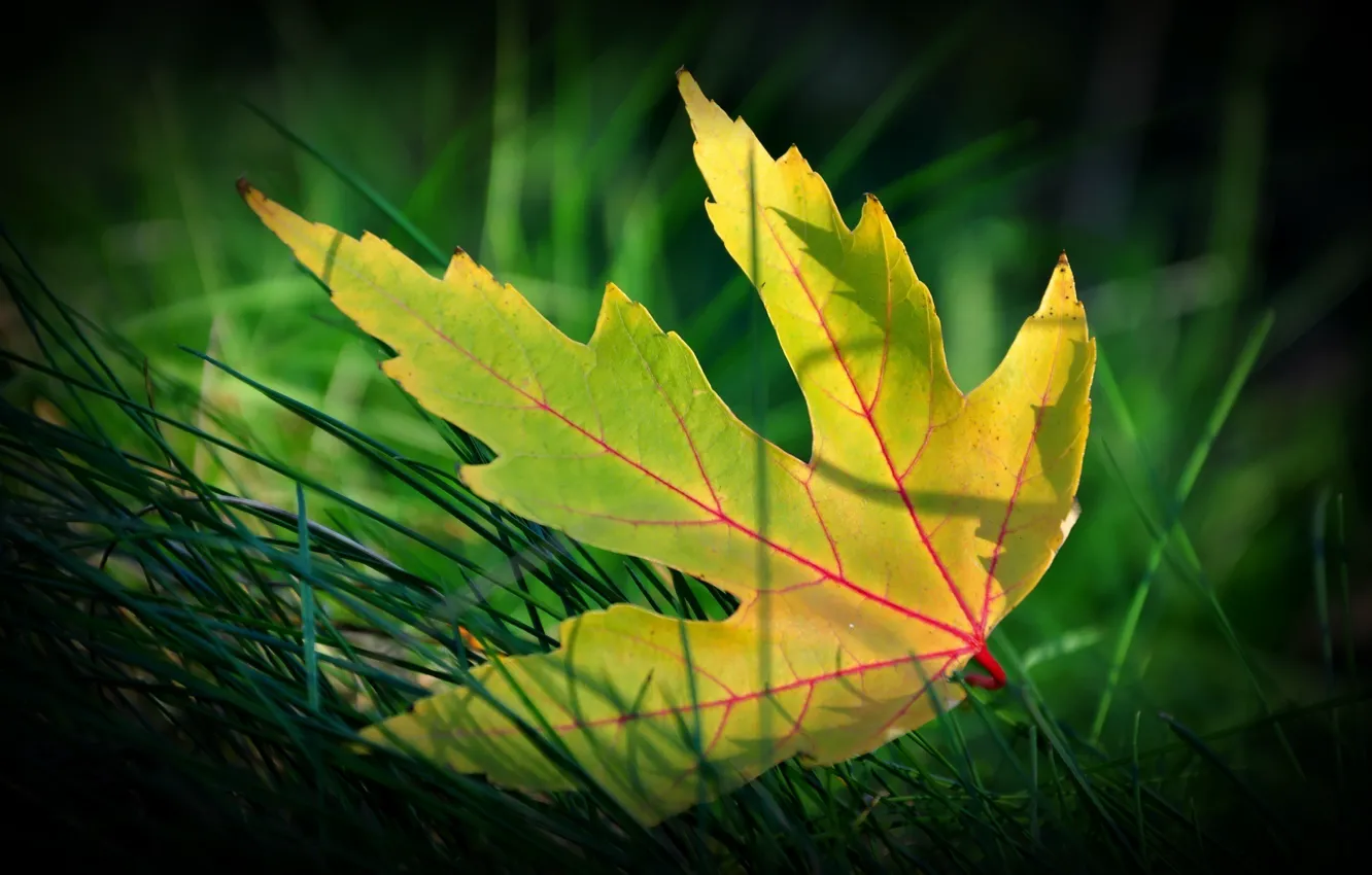 Фото обои осень, трава, макро, желтый лист