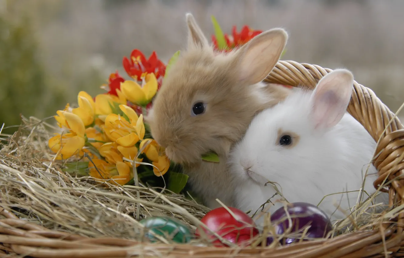 Фото обои животные, цветы, корзина, яйца, Пасха, кролики, солома, крашенки
