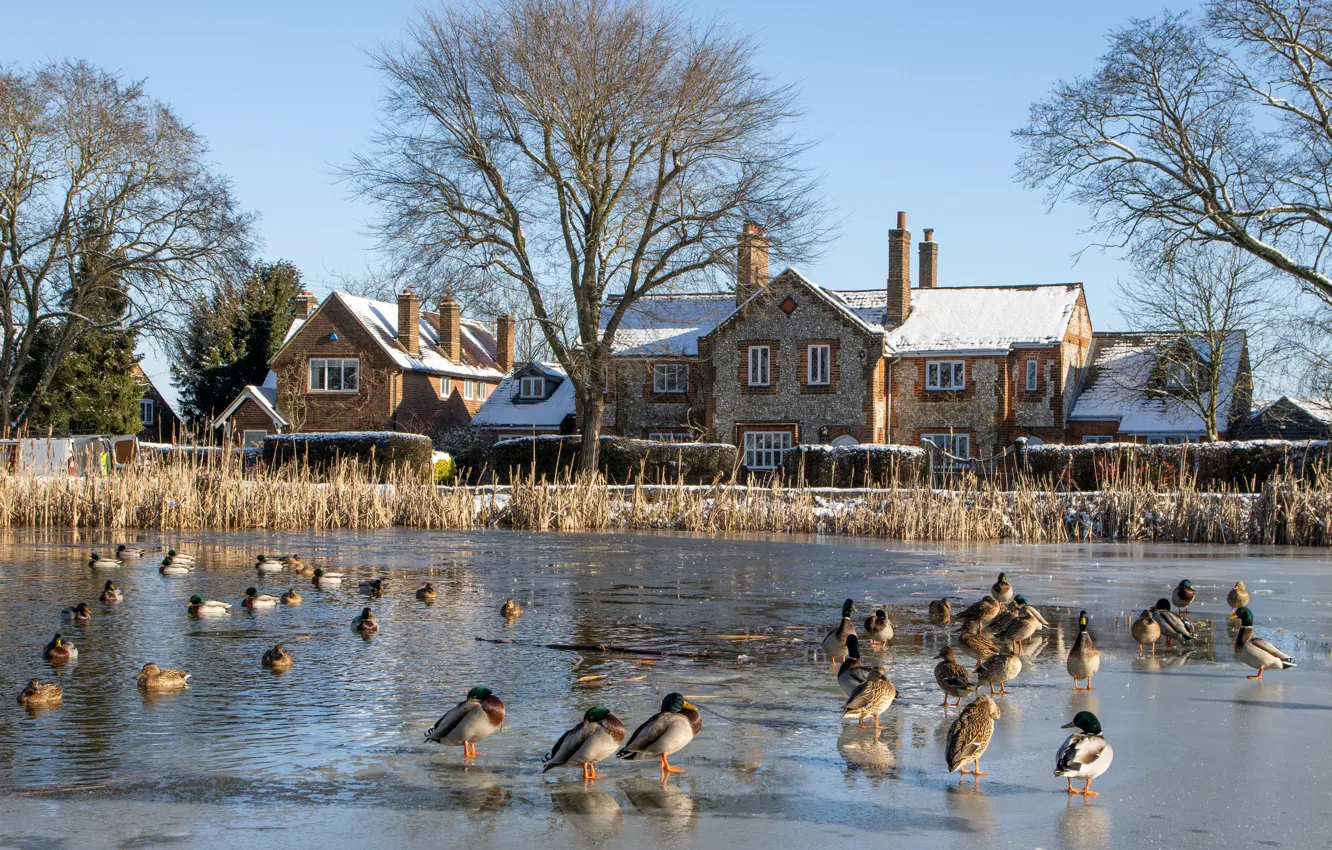 Фото обои зима, солнце, снег, деревья, птицы, пруд, Англия, утки