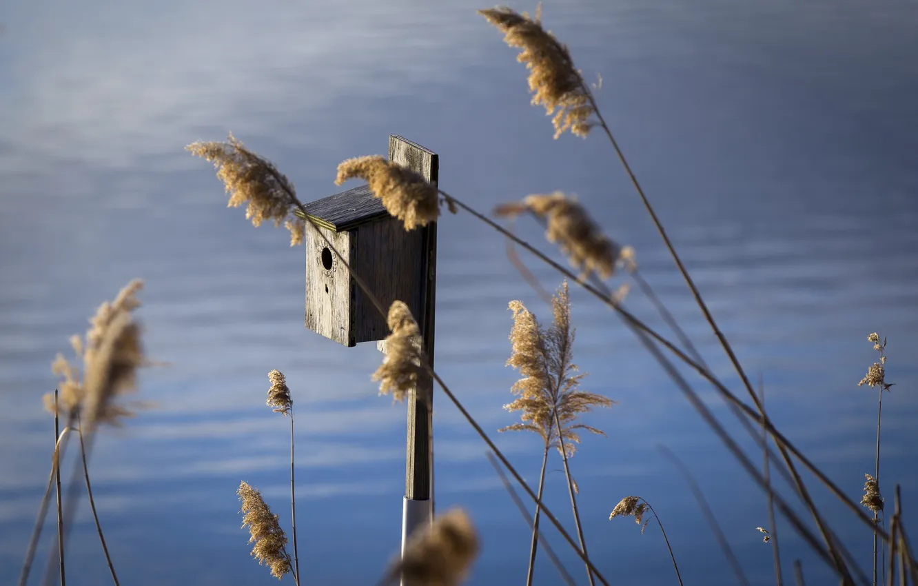 Фото обои house, bird, meadows