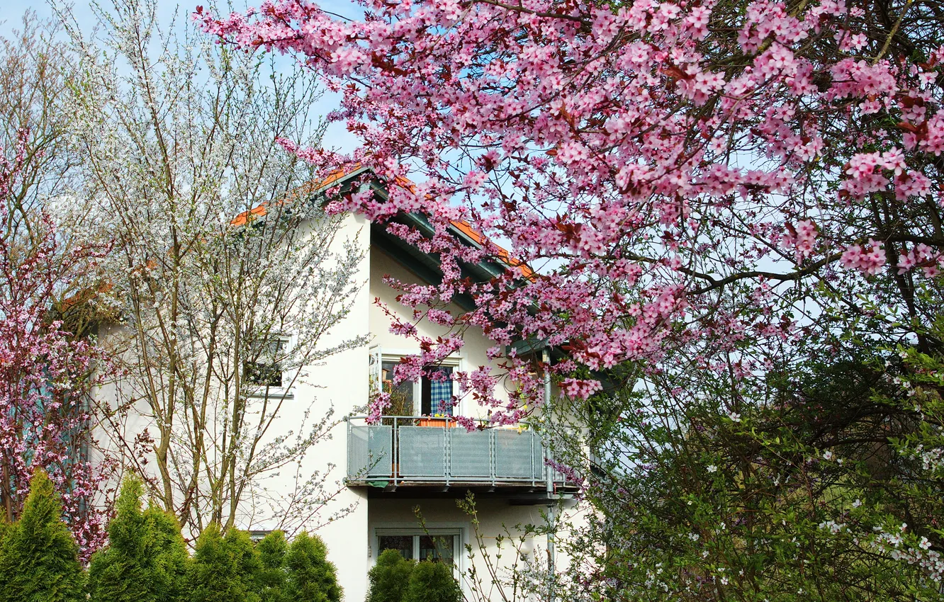 Фото обои деревья, дом, весна, сад, балкон, цветущие
