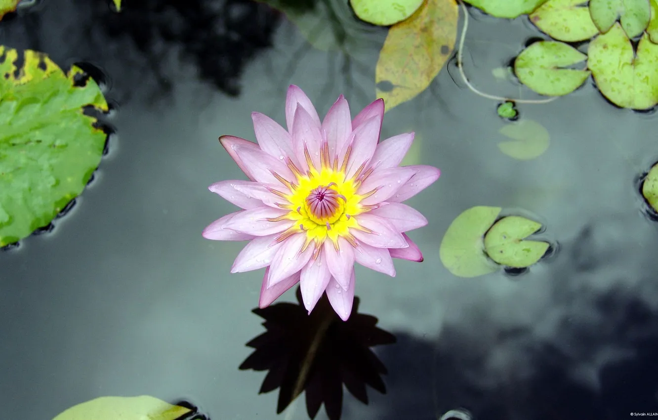 Фото обои цветок, вода, озеро, лилия