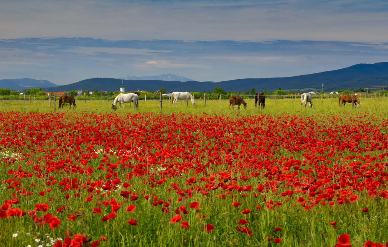 Фото обои лето, небо, цветы, горы, холмы, маки, кони, лошади