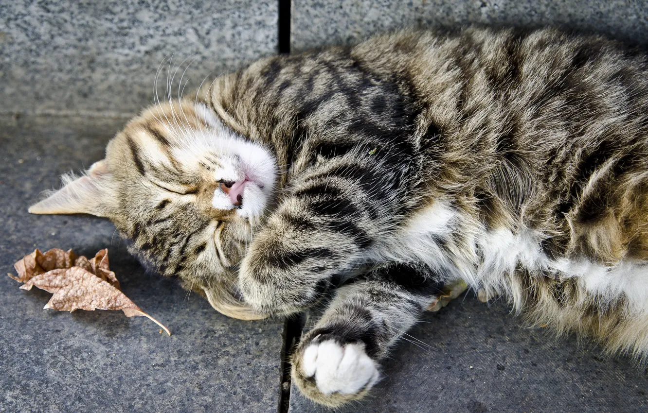 Фото обои кошка, кот, серый, отдых, спит, полосатый