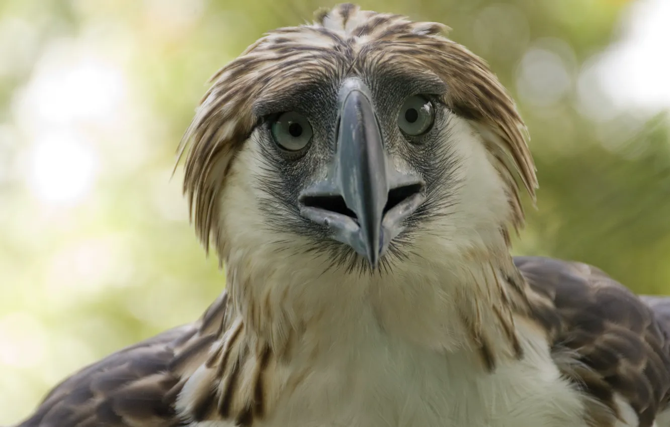 Фото обои bird, Philippine-Eagle-, monkey eater