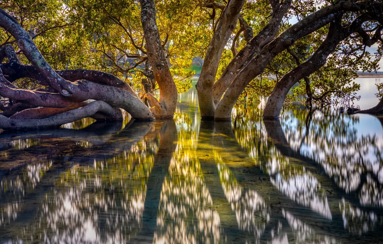 Фото обои вода, свет, деревья, природа, озеро, отражение, ветви, стволы