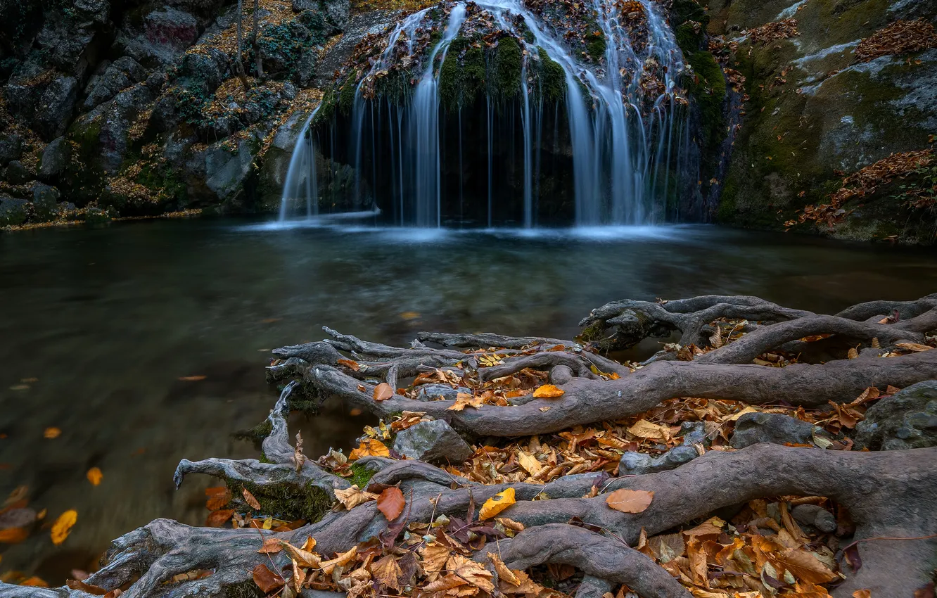 Фото обои forest, water, waterfall, roots
