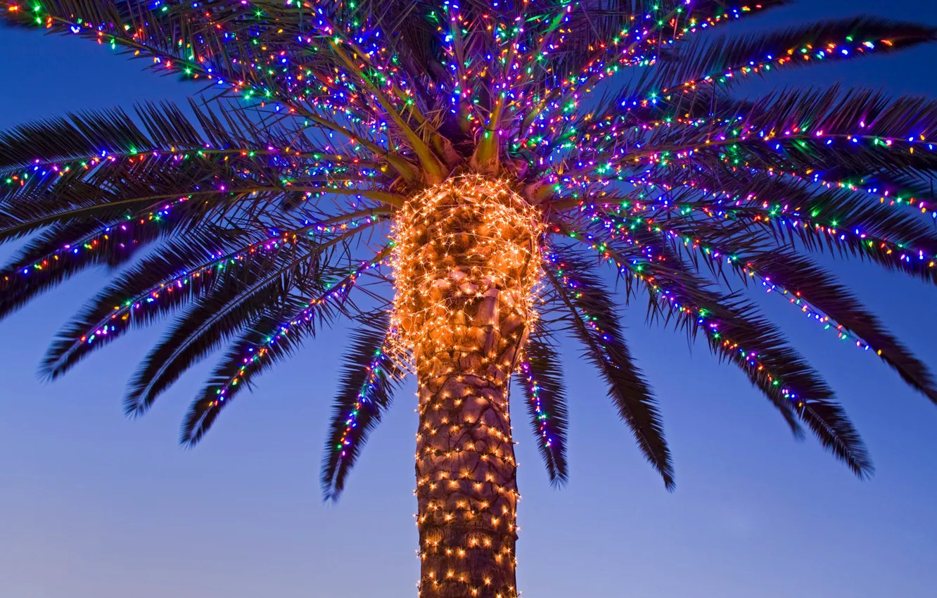 Фото обои пальма, новый год, рождество, Калифорния, США, гирлянда, долина Темекула