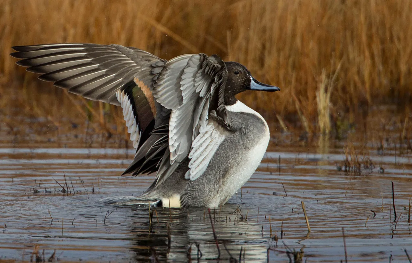 Фото обои крылья, утка, водоем, шилохвость