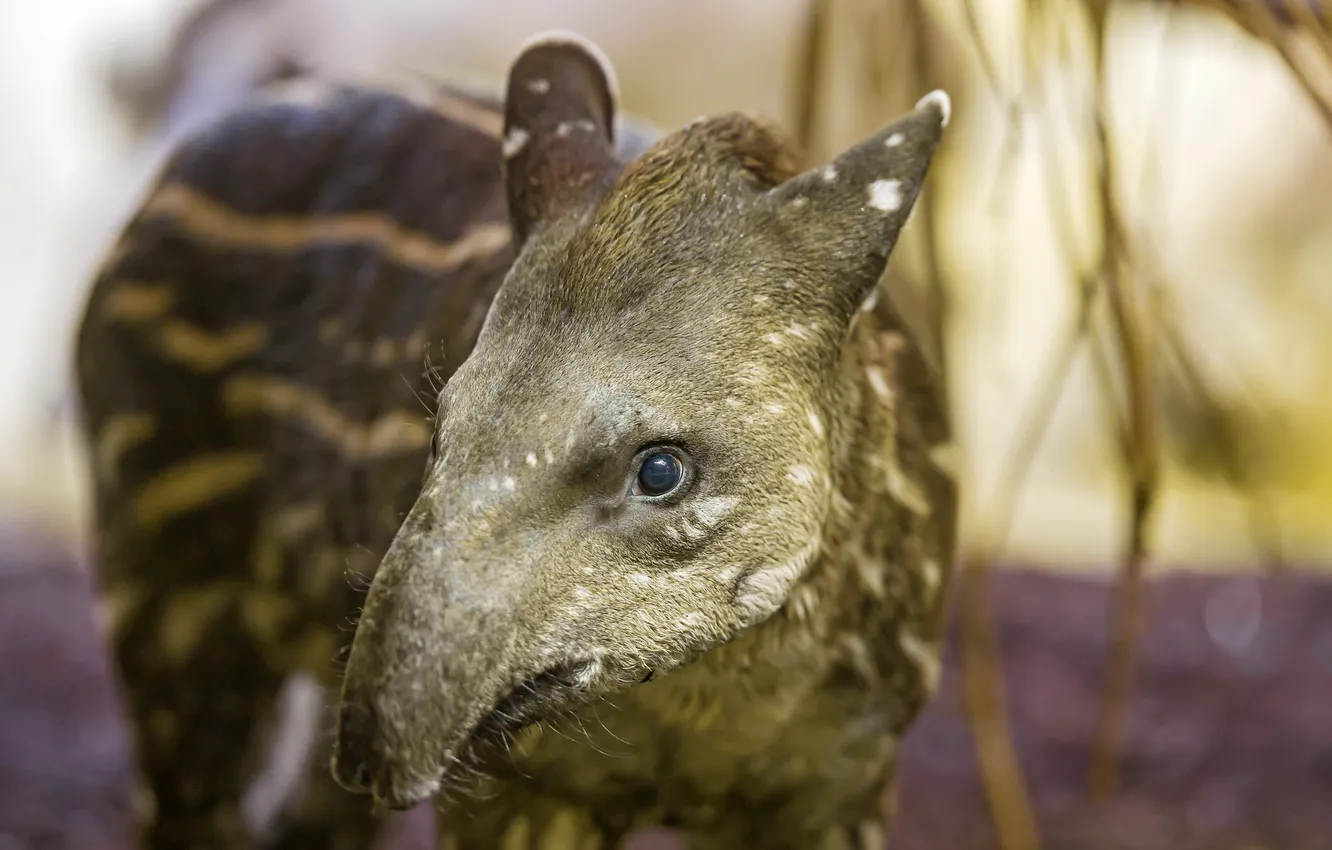 Фото обои природа, фон, Tapir