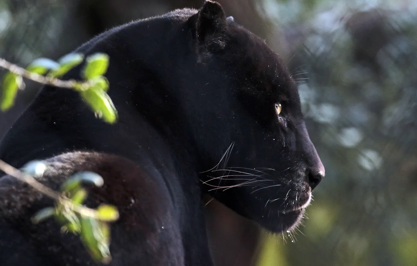 Фото обои морда, портрет, хищник, ягуар, профиль, дикая кошка, чёрная пантера
