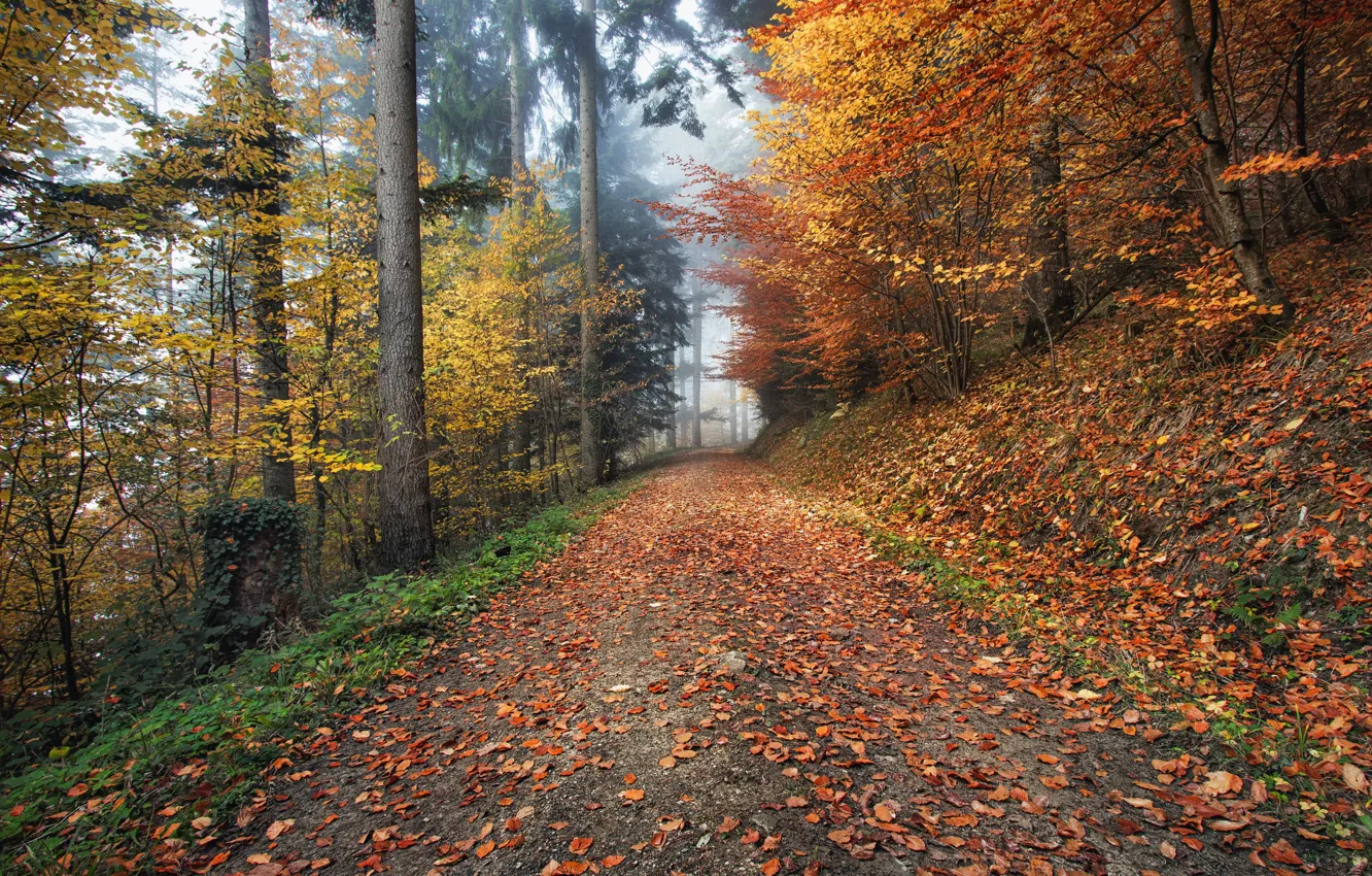 Фото обои дорога, осень, листья, деревья, природа, туман, Германия, Kirchzarten