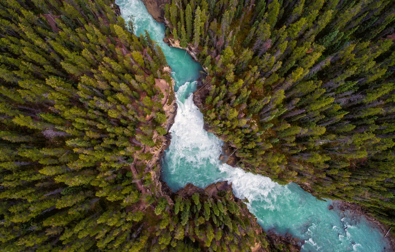 Фото обои лес, природа, река, вид сверху