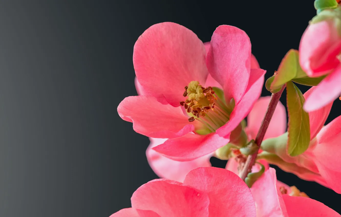 Фото обои цветы, розовый, кустарник