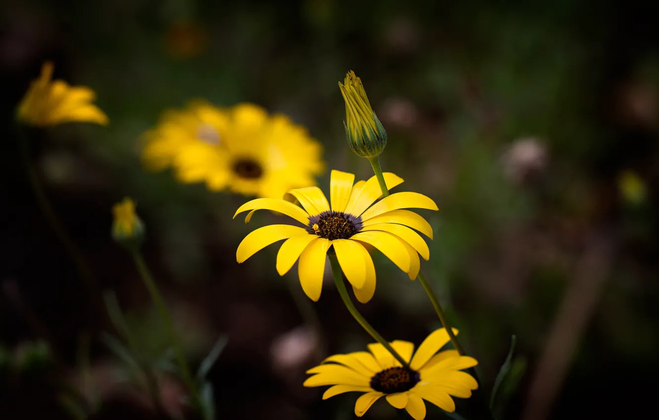 Фото обои цветы, темный фон, желтые, остеоспермум