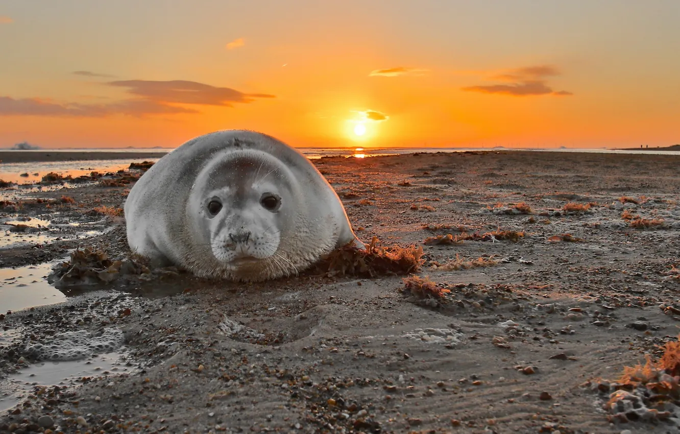 Фото обои море, закат, Grey Seal