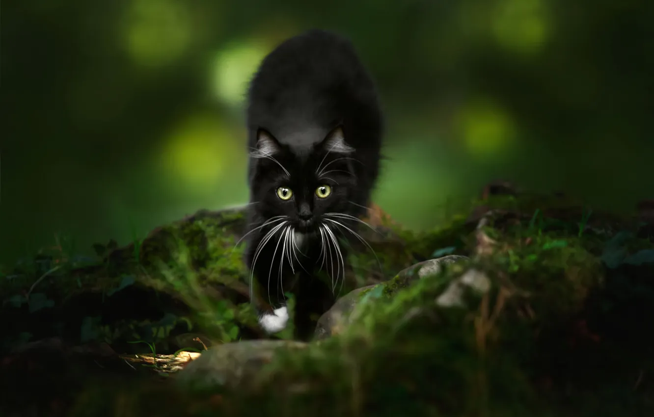 Фото обои кошка, взгляд, природа, поза, камни, котенок, черный, мох
