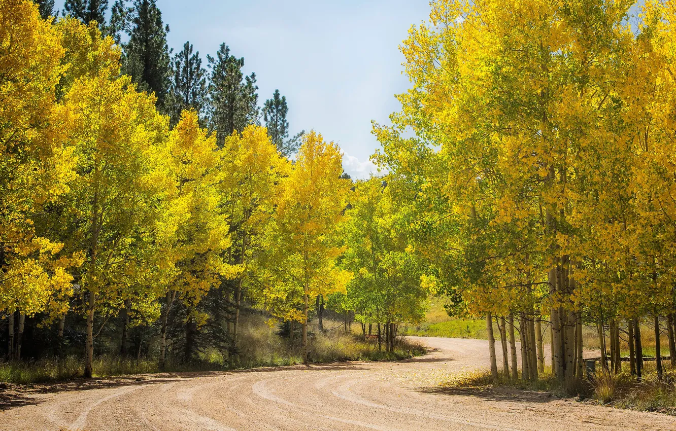 Фото обои дорога, осень, лес, деревья, Колорадо, США, осина, Аспен
