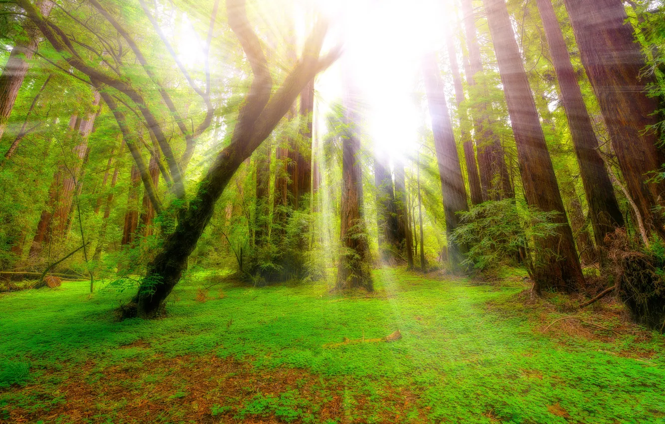 Фото обои осень, лес, свет