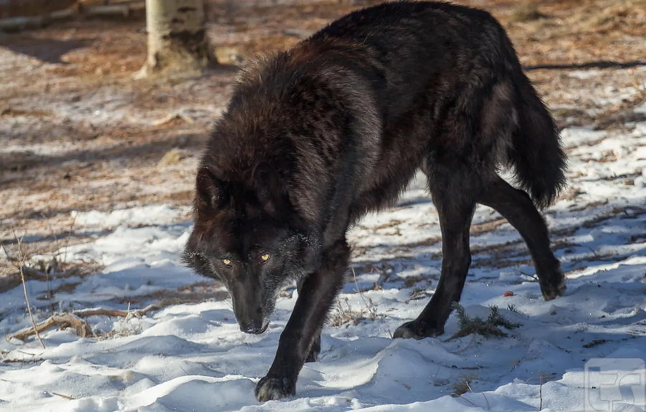 Фото обои nature, face, animal, wolf, wildlife, head, fur, mammal