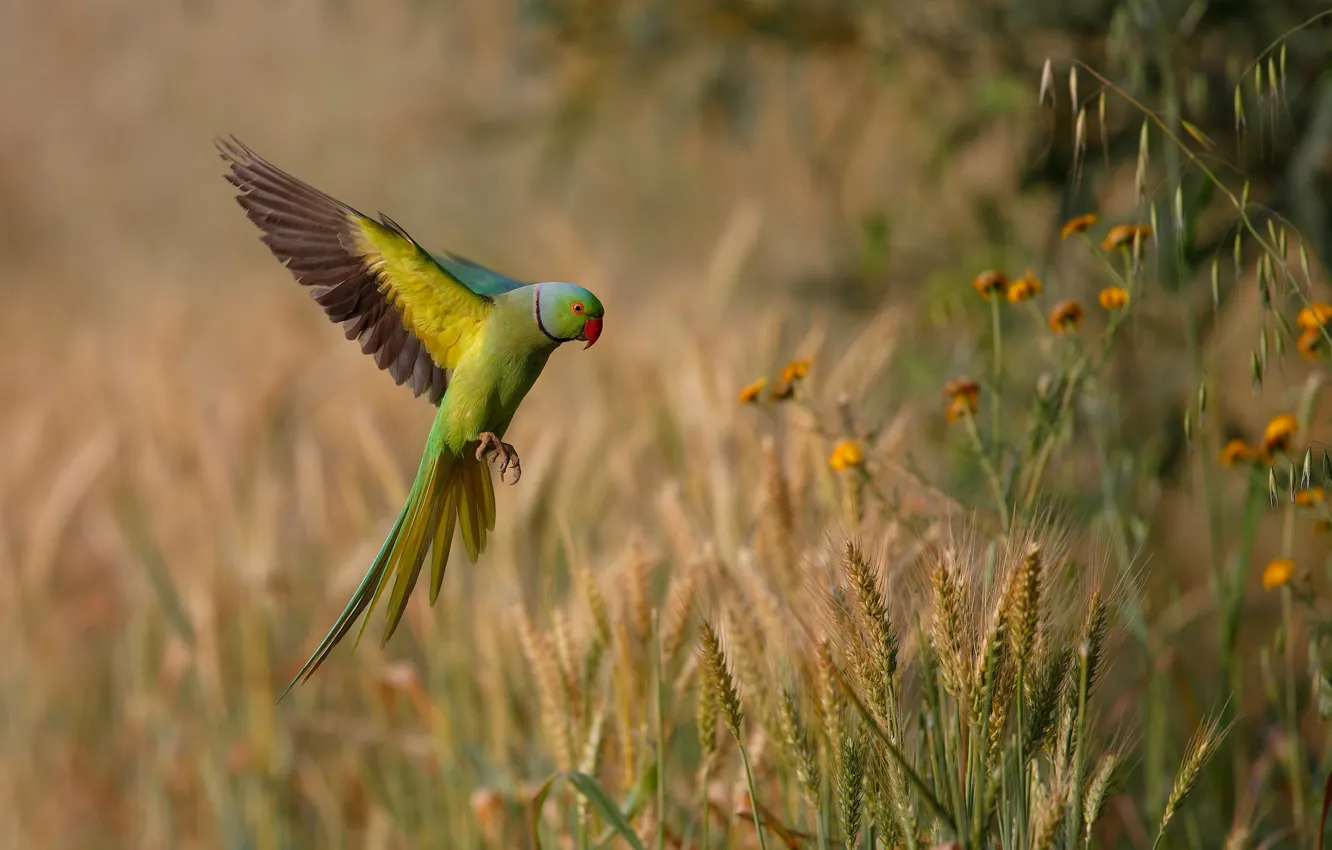 Фото обои полет, природа, крылья, попугай