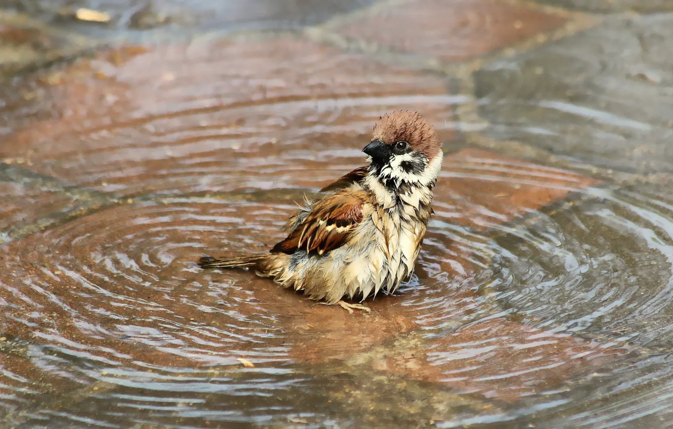 Фото обои вода, мокрый, птица, лужа, купание, воробей