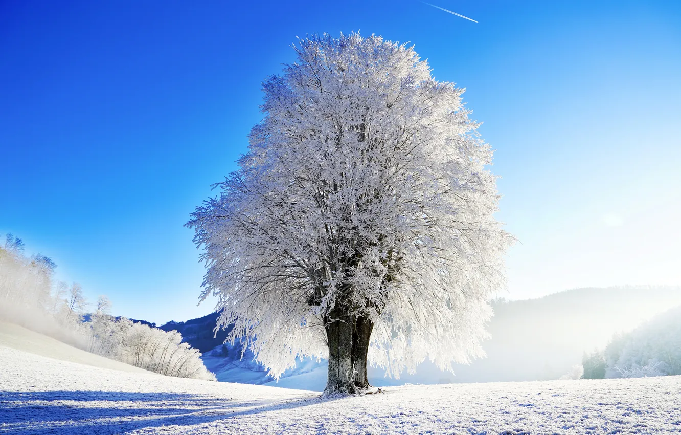 Фото обои Landscape, Зимний пейзаж, Солнечный день, Одинокое дерево, Sunny Day, Lonely Tree, Изморозь, Заснеженные горы