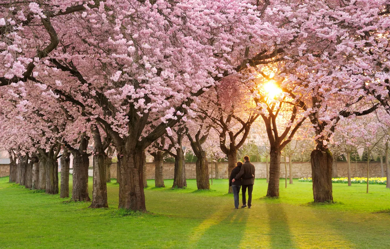 Фото обои настроение, весна, лепестки, сакура, пара, love, розовые, аллея