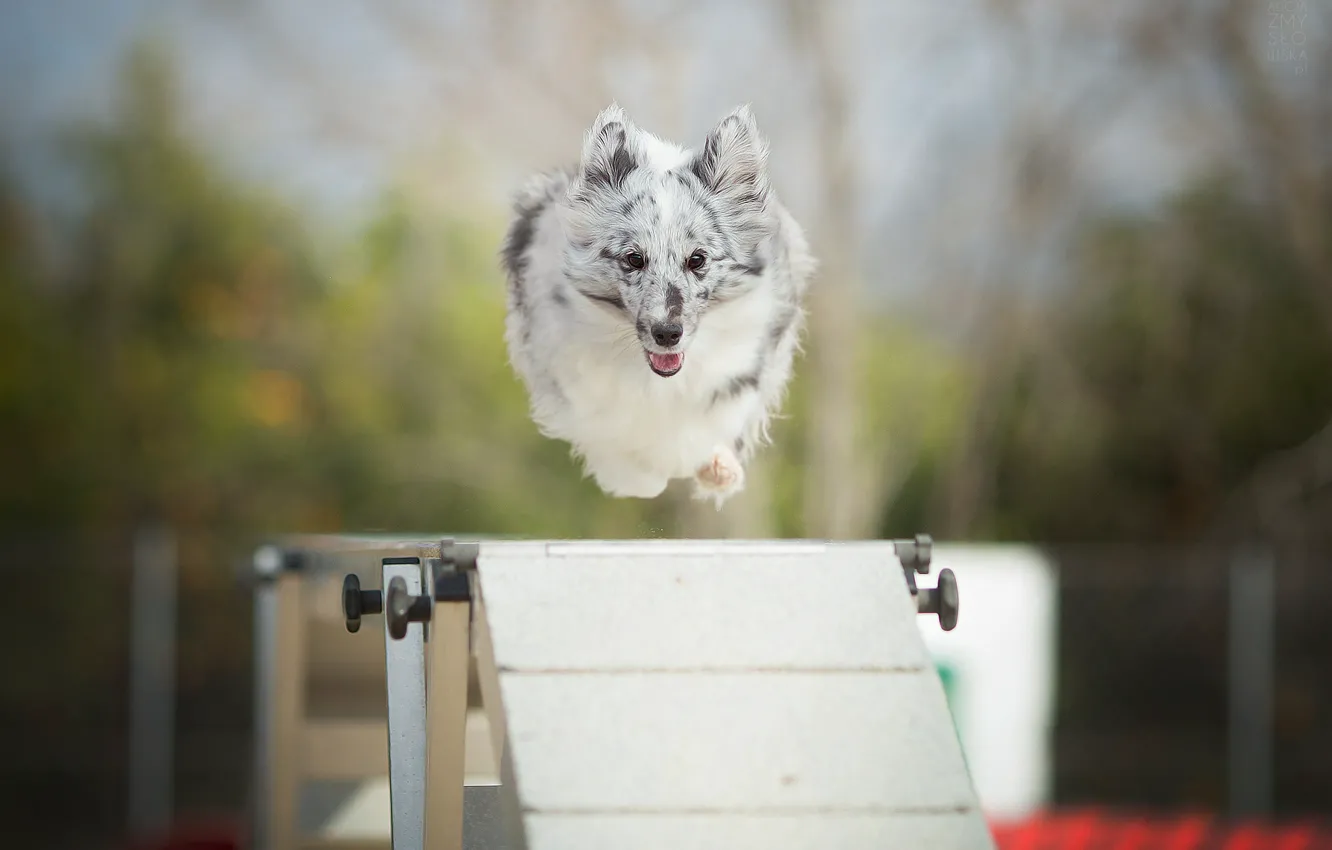 Фото обои прыжок, собака, барьер